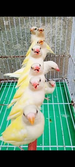 Lutino Gouldian