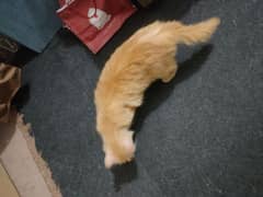 persian cat