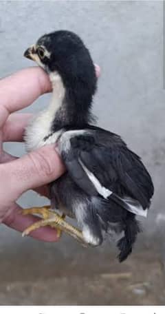 Chicks