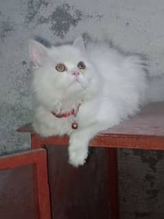 Persian cat for sale