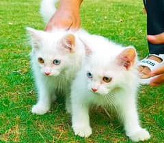 Odd-Eyed White Two Persians Kitten