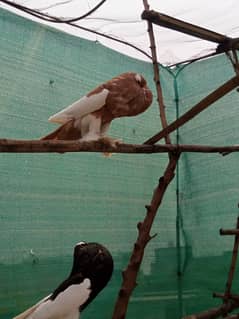 4 megpai males, white jaco same clutch chicks pair
