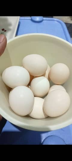 Silkies