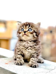 Persian