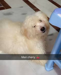 dogs