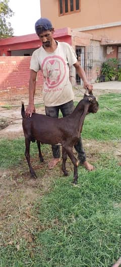 Qurbani goats 2 daant
