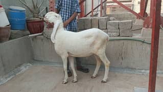 Gulabi