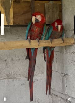 Macaw green wing breeder pair