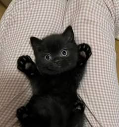 twins 2 catbaby black