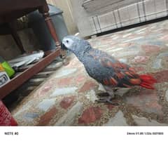 African Grey Red Factor