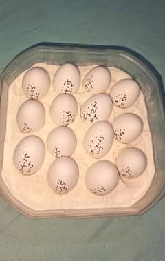 White Japanese hen Fertile Eggs