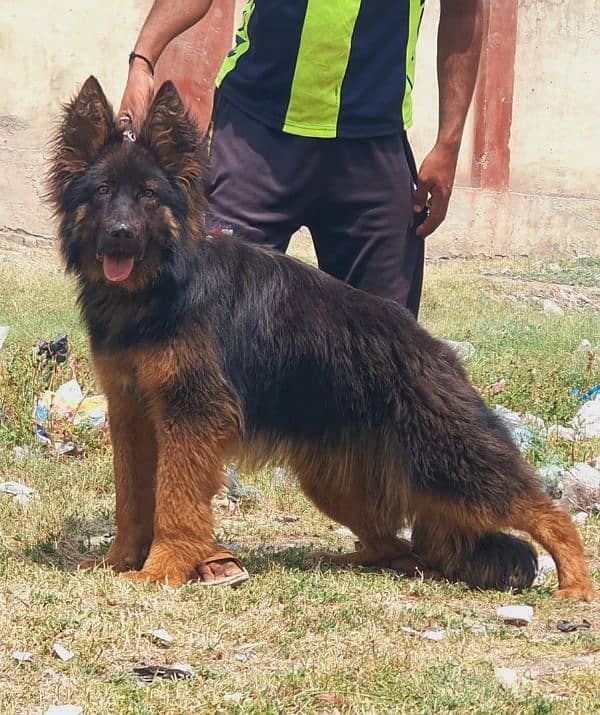 German Shepherd long coated male 7 month for sale 0