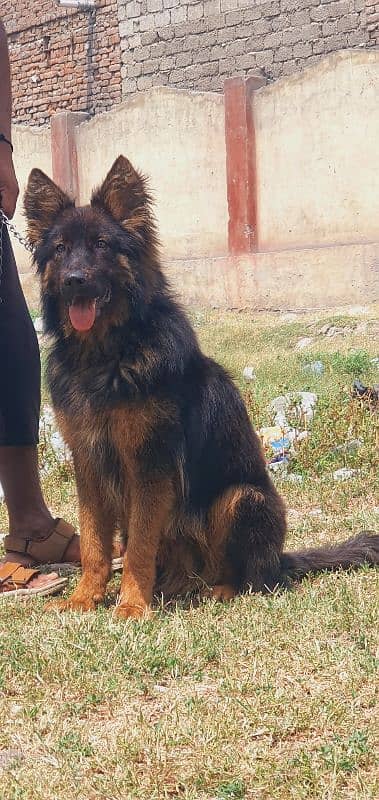 German Shepherd long coated male 7 month for sale 1