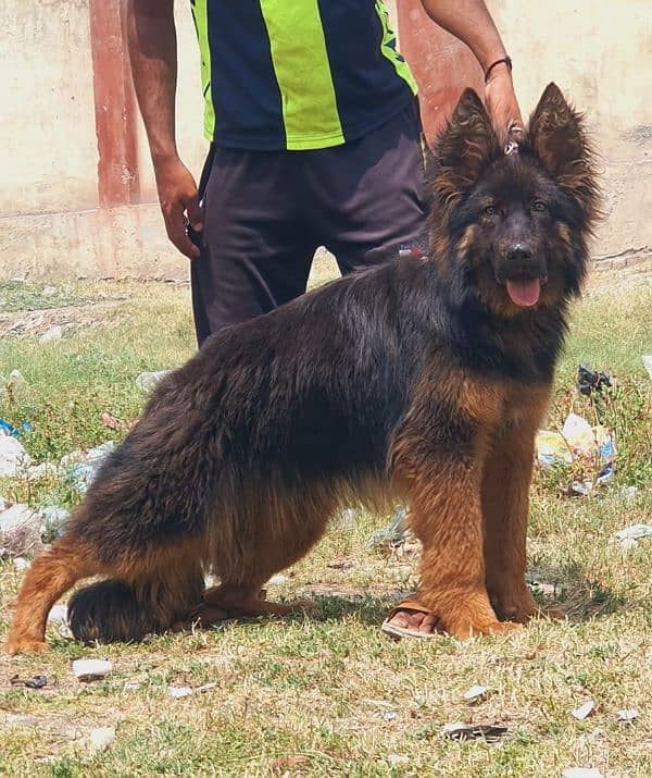 German Shepherd long coated male 7 month for sale 2
