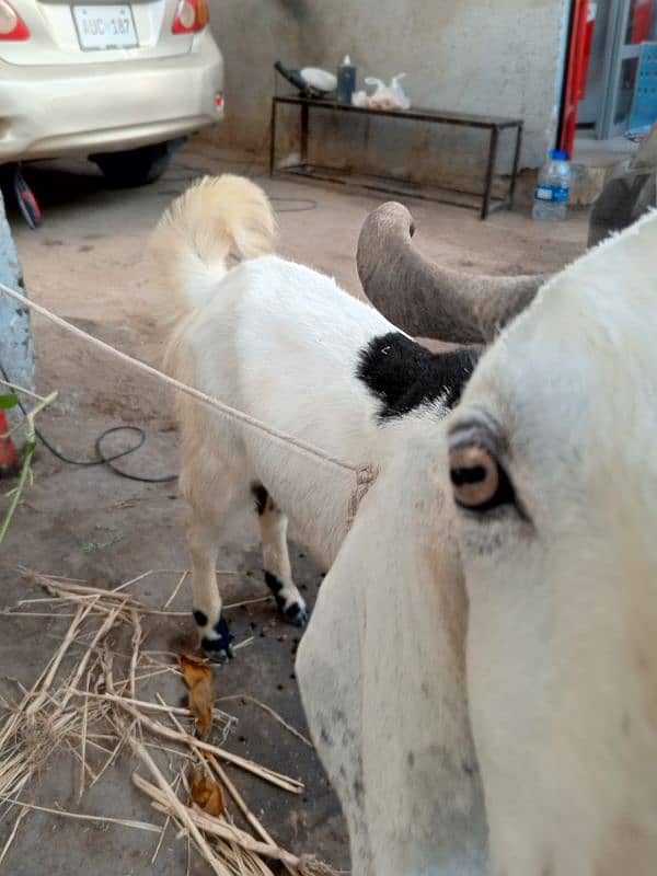Bakra and sheep for sell 4