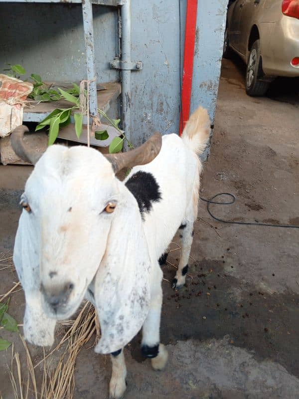Bakra and sheep for sell 5