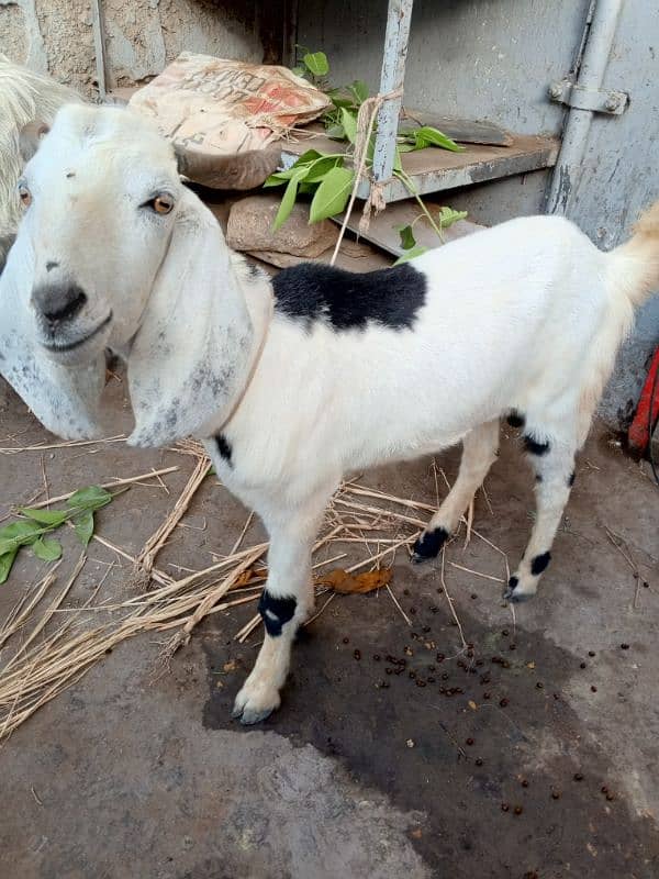 Bakra and sheep for sell 6