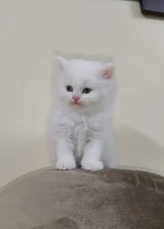 Persian Cat for sale my WhatsApp number 03238950275