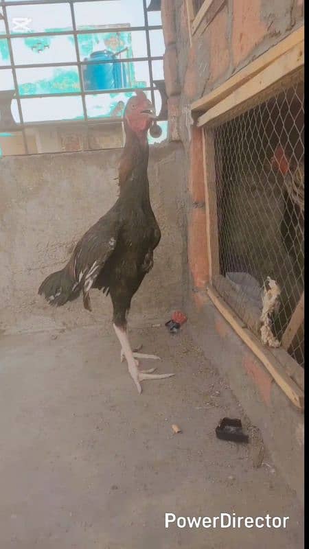 Shamu cross pattha hai exchange karna hai WhatsApp number 03274993730 1