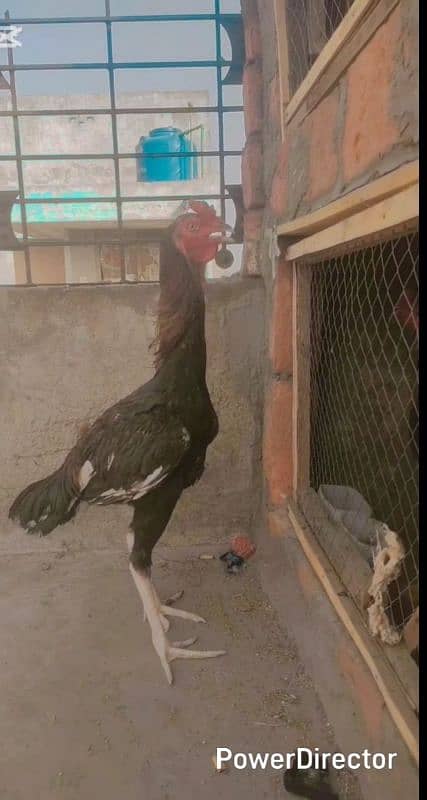 Shamu cross pattha hai exchange karna hai WhatsApp number 03274993730 2