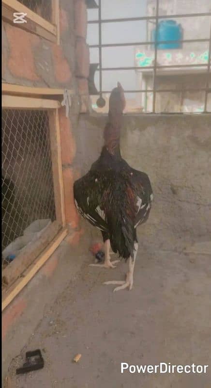 Shamu cross pattha hai exchange karna hai WhatsApp number 03274993730 3