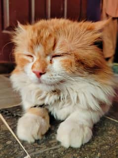 Persian Cat Color Brown White