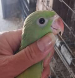 Green Ringneck Chicks