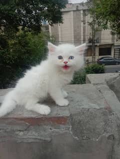 Persian male cat kitten odd eyes
