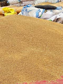 gandum/kanak/wheat available