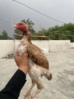 2 aseel female for sell