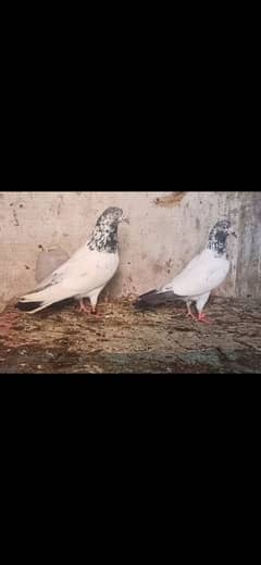 urgently sale
