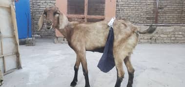 Bakri