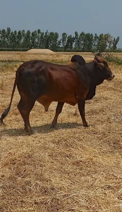bull