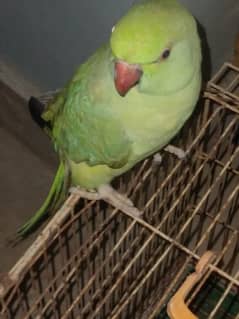 GREEN RINGNECK TALKING FEMALE