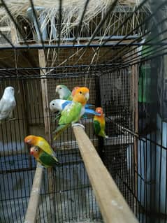 Lovebirds