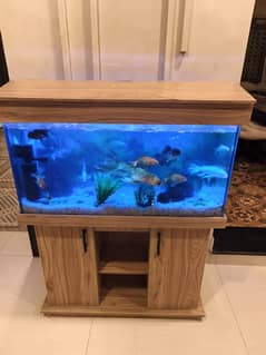 Aquarium with quality fishes