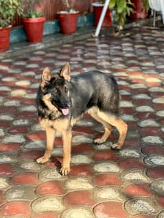 German shepherd Stock coat Female