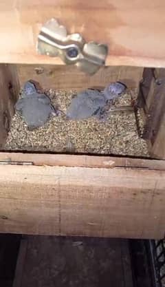 green chick conure breedar pair with chiks