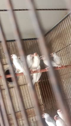 white java