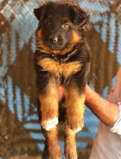 LONG HAIRED GERMAN SHEPHERD PUPPIES FOR SALE WhatsApp 03234414509