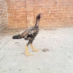 mianwali