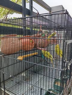 Budgie