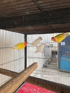 Latino and albino pair