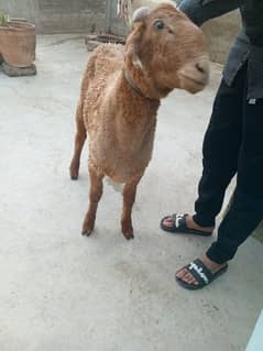Dumba 2 Dant for sale