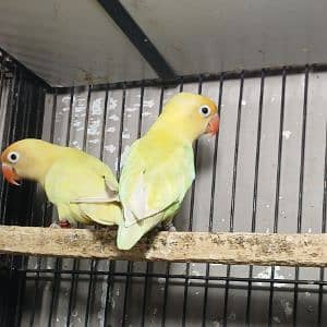 M.A Aviary