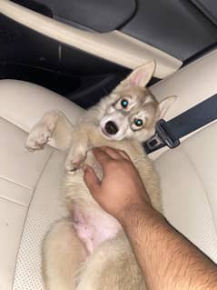 Siberian husky pup