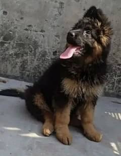 LONG HAIRED GERMAN SHEPHERD PUPPIES FOR SALE WhatsApp 03234414509