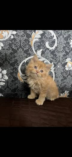 Persian