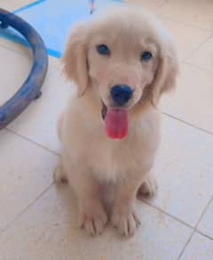 Golden