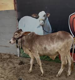 Cow